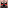Angry Chestnut Wolf Head