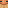 Temperate Frog Head